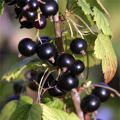 Multicolor Gooseberry Seeds