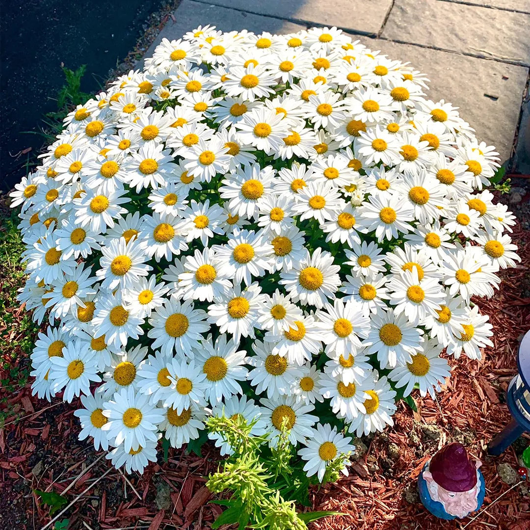 100pcs/Bag Popular Groundcover-Daisy Seeds