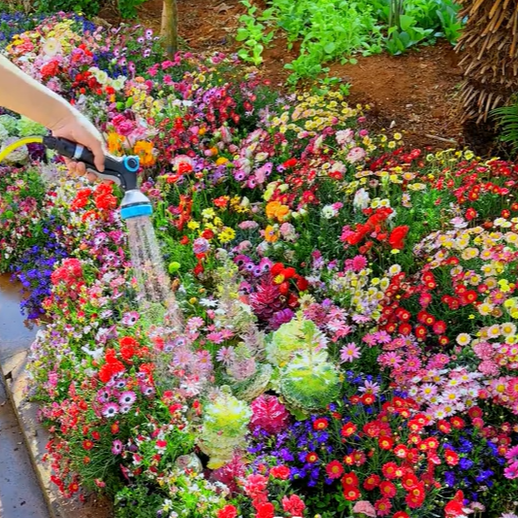 Mixed Perennial Flowers Seeds-Over 60 kinds mixed