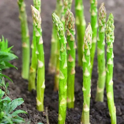 100 pcs|King of Vegetables - Asparagus Mary Washington