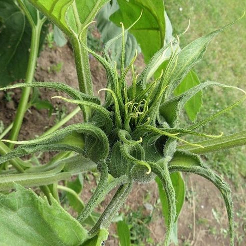 Sunflower Seeds For Planting Rare Multi Color Garden Seeds Sunflowers
