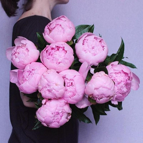 10Pcs Chinese Peony Flower Seeds Perennial Paeonia Suffruticosa Bonsai Plants Home Garden