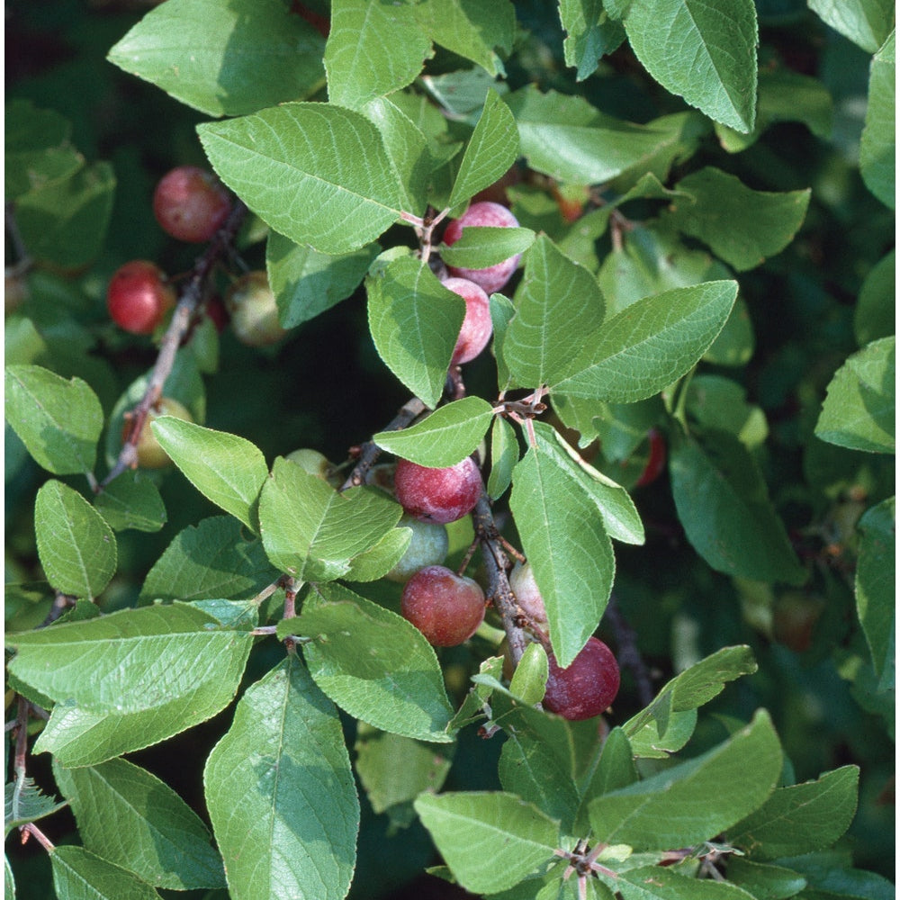 Prunus maritima