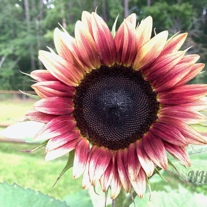 100 Pcs Strawberry Blonde Hybrid Sunflower Seeds