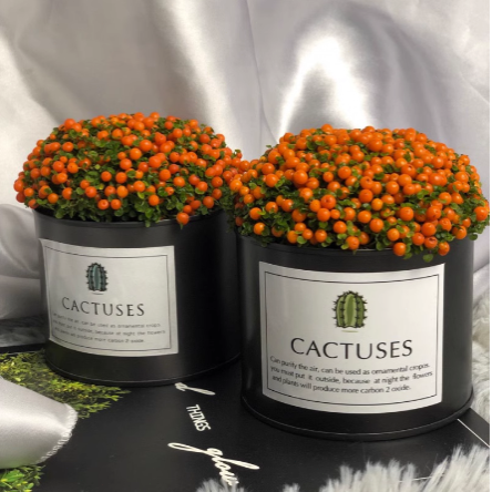 Pearl Orange Succulent Potted Plant
