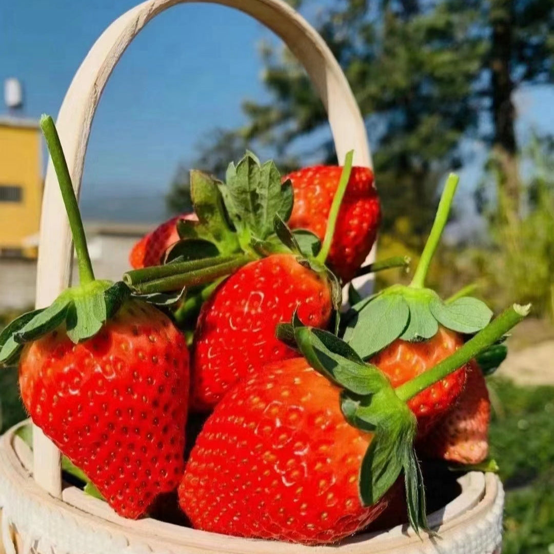 Cream Strawberry Seeds