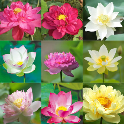Mixed Pink, Red & Green Color Lotus Seeds  for Indoor Bonsai, Outdoor Ponds and Gardens Seeds