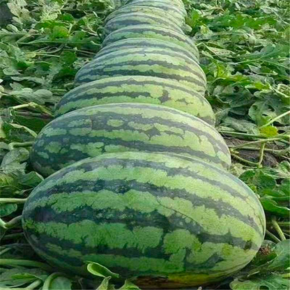🍈Lazy Seedless Watermelon