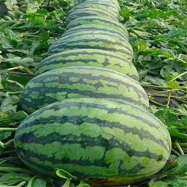 20 pcs|Lazy Seedless Watermelon