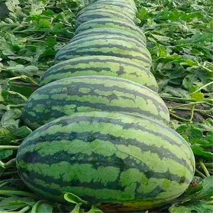 20 pcs|Lazy Seedless Watermelon