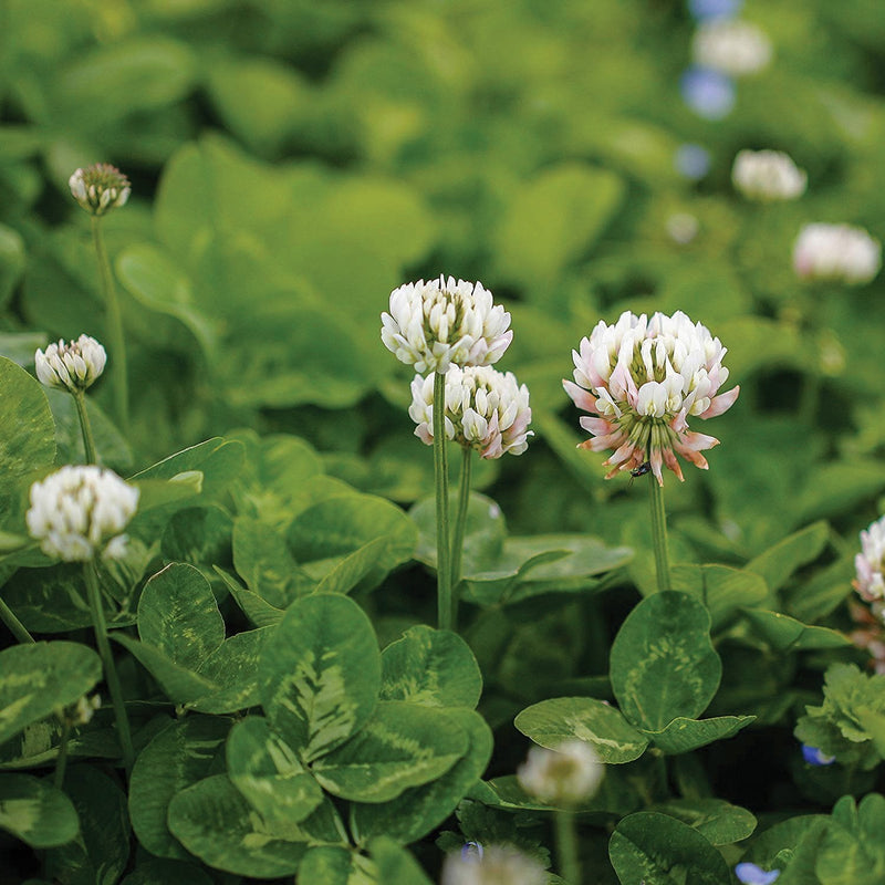 Nitrocoated, Inoculated Clover Seeds, Erosion Control, Food Plots, Ground Cover, & Pasture Mixtures in USDA Zones 3-10