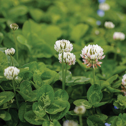 Nitrocoated, Inoculated Clover Seeds, Erosion Control, Food Plots, Ground Cover, & Pasture Mixtures in USDA Zones 3-10