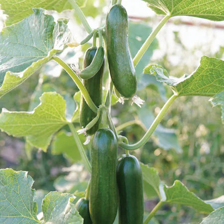 100 pcs|Thorn-less Mini Cucumber Seeds