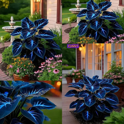 100 Seeds Glow-in-the-Dark Garden Magic: Rare Dark Blue Flame Hostas Seeds
