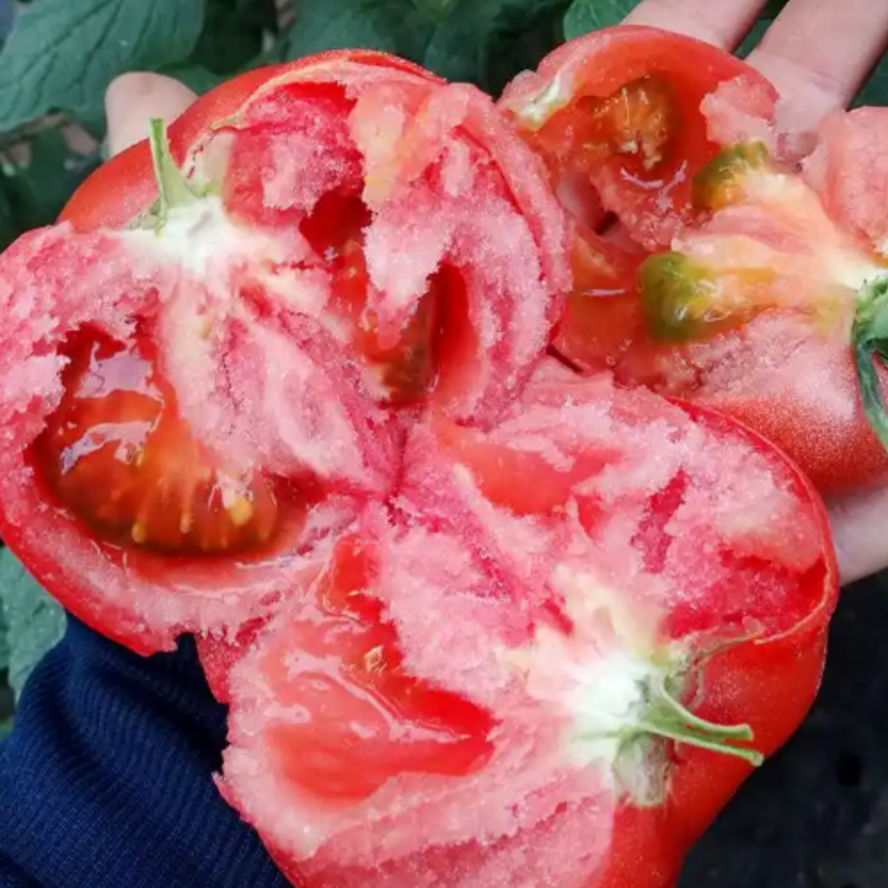 100 pcs|Hair Pink Tomato Seeds