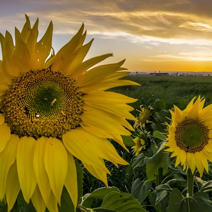 50 pcs| Sunflower, Kong Hybrid
