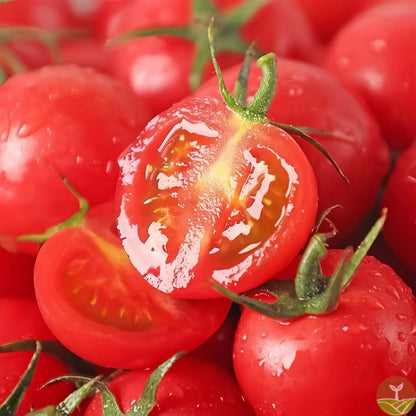 100 pcs|Waterfall Tomato Seeds