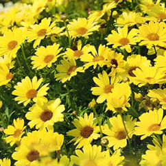 Insect Killers: Pyrethrum Daisy Seeds