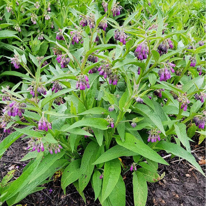 Comfrey Herb| Non-GMO Heirloom Packet | Roots & Leaves for Home Remedies - Medicinal Salve, Oil, Tea
