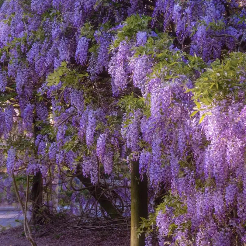 Wisteria - The Garden’s Cascading Beauty All Year Round