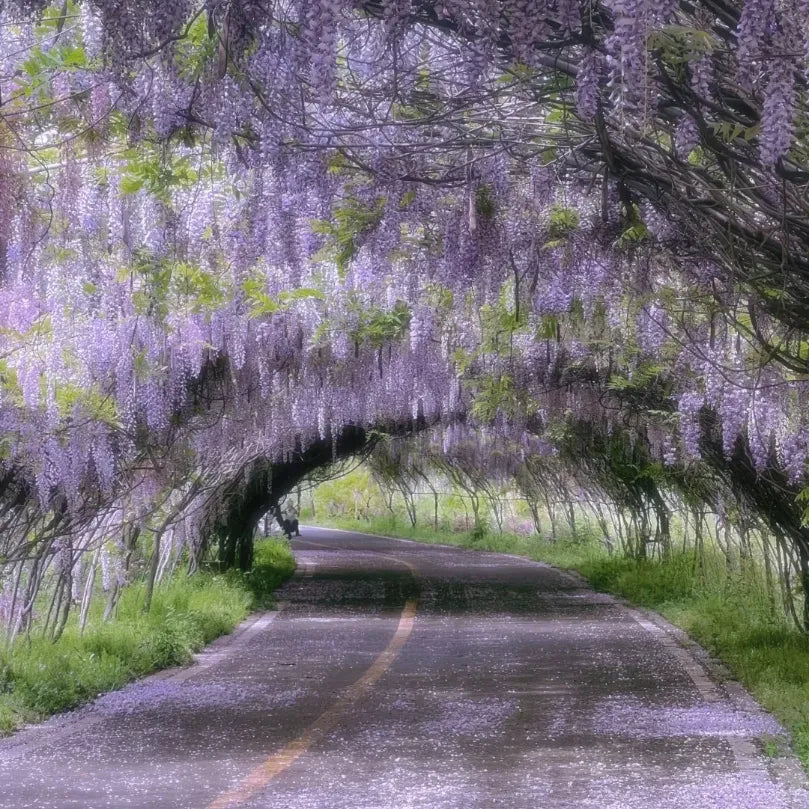 Wisteria - The Garden’s Cascading Beauty All Year Round