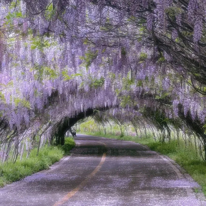 Wisteria - The Garden’s Cascading Beauty All Year Round