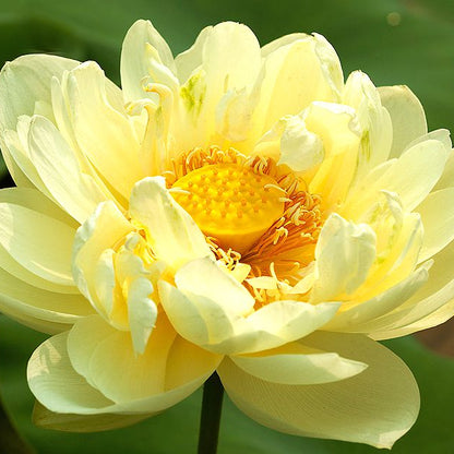 Mixed Pink, Red & Green Color Lotus Seeds  for Indoor Bonsai, Outdoor Ponds and Gardens Seeds
