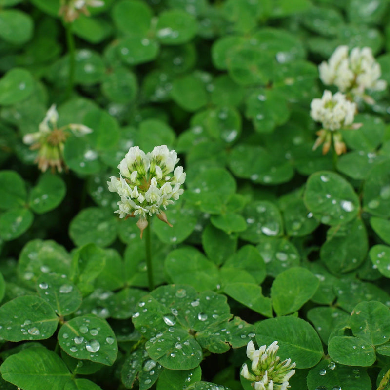 Nitrocoated, Inoculated Clover Seeds, Erosion Control, Food Plots, Ground Cover, & Pasture Mixtures in USDA Zones 3-10