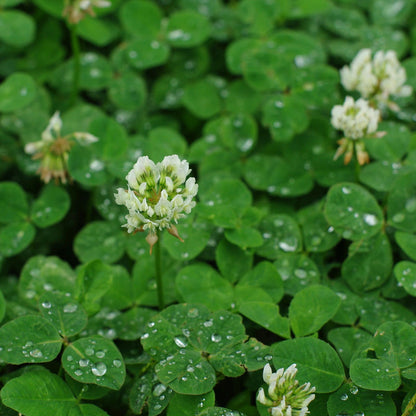 Nitrocoated, Inoculated Clover Seeds, Erosion Control, Food Plots, Ground Cover, & Pasture Mixtures in USDA Zones 3-10