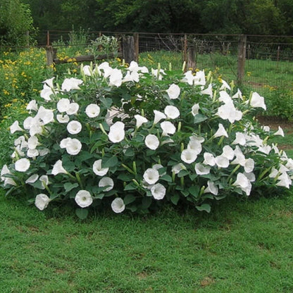 Sacred Datura Moonflower Moon Lily Angel's Trumpet Flower Premium Seeds Packet