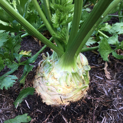 Celeriac Seeds Celery Root Seeds