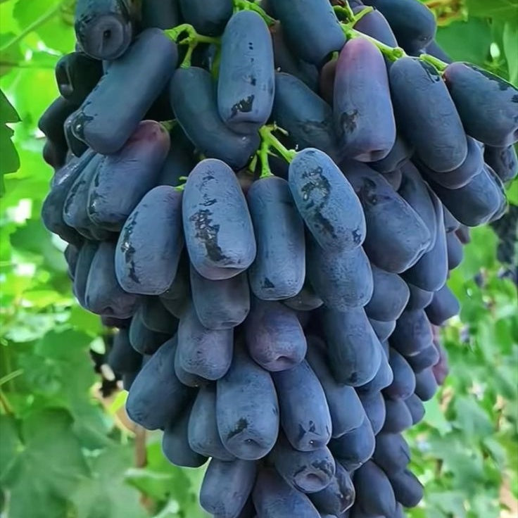 🔥Last Day 50% OFF- High-Quaility Sapphire Grapes Seeds- 98% Germination