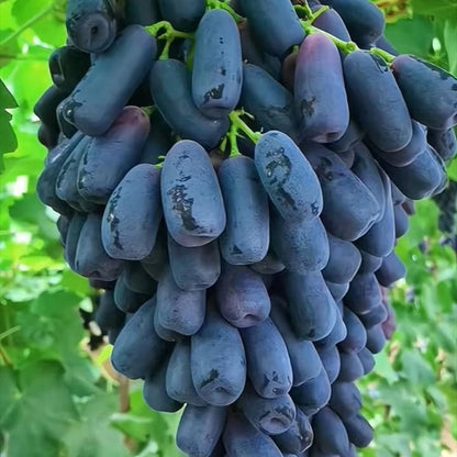 🔥Last Day 50% OFF- High-Quaility Sapphire Grapes Seeds- 98% Germination