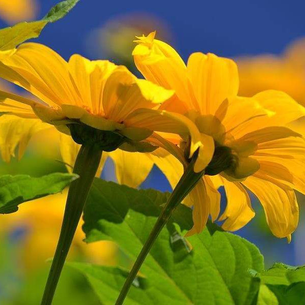 Mexican Sunflower Seeds - Yellow (Tithonia Speciosa Yellow Torch)  Seeds.