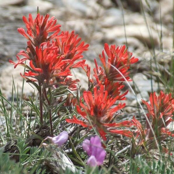 Red Indian Paintbrush, Castilleja Indivisa Flower Seeds