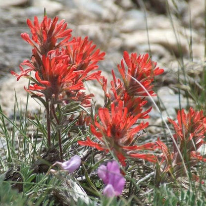Red Indian Paintbrush, Castilleja Indivisa Flower Seeds
