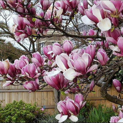 Magnolia lily tree species  Pink & Purple