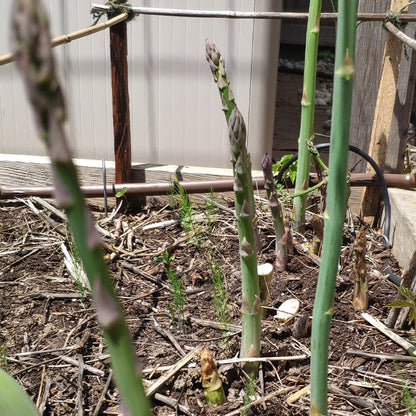 🌿King of Vegetables - Asparagus Mary Washington