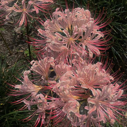 Higanbana Spider Lily Equinox Flower Bulbs