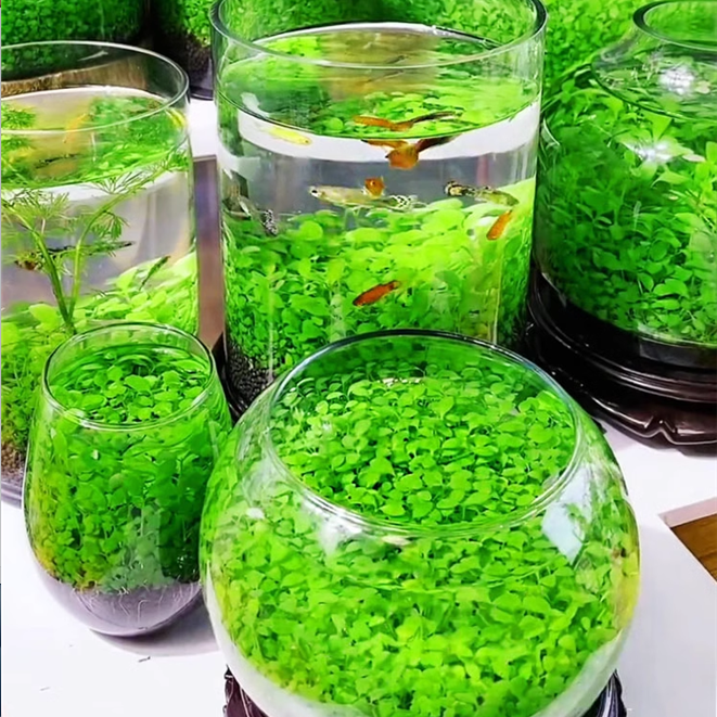 🌿Air Purifying Fish Tank Aquatic Plant Seeds