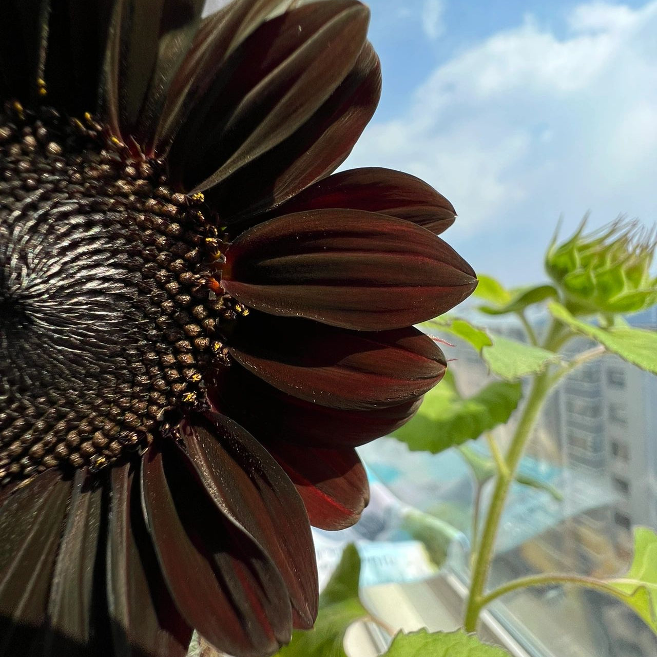 Rare Black Sunflower Seeds