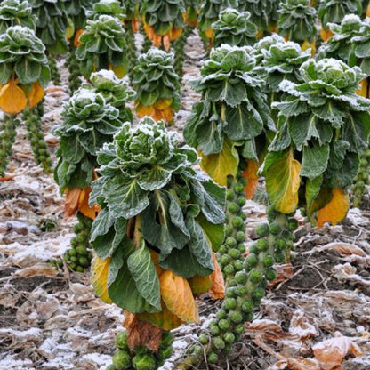 Brussels Sprout Seeds - Rare Heirloom Brussel Sprout Seeds