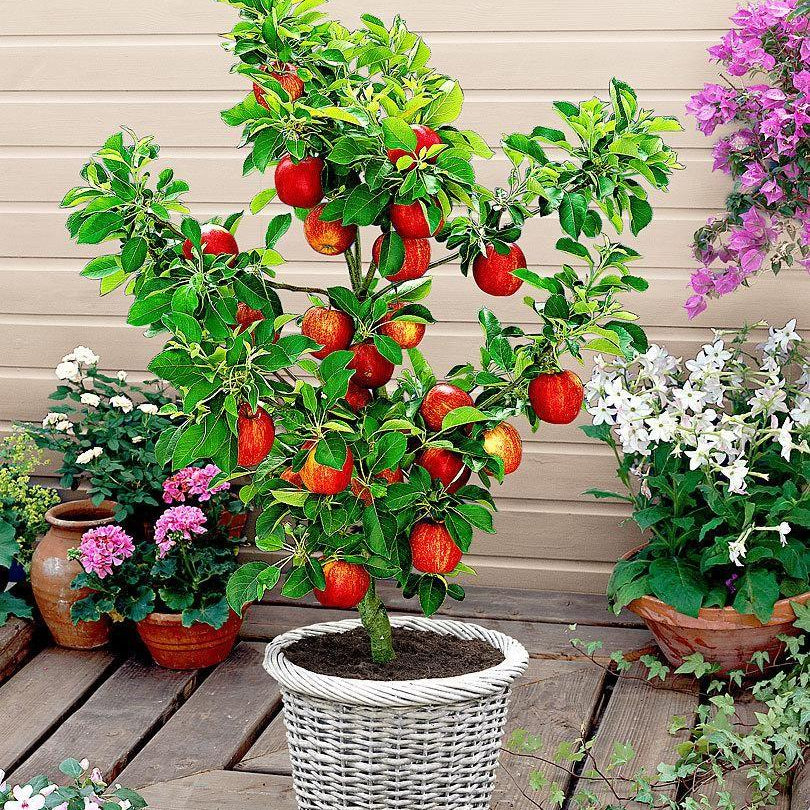 Scarlet Sentinel Columnar Apple Tree Seeds