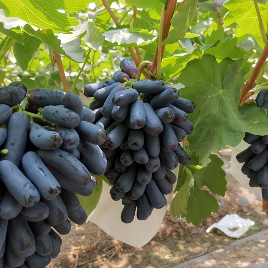 🔥Last Day 50% OFF- High-Quaility Sapphire Grapes Seeds- 98% Germination