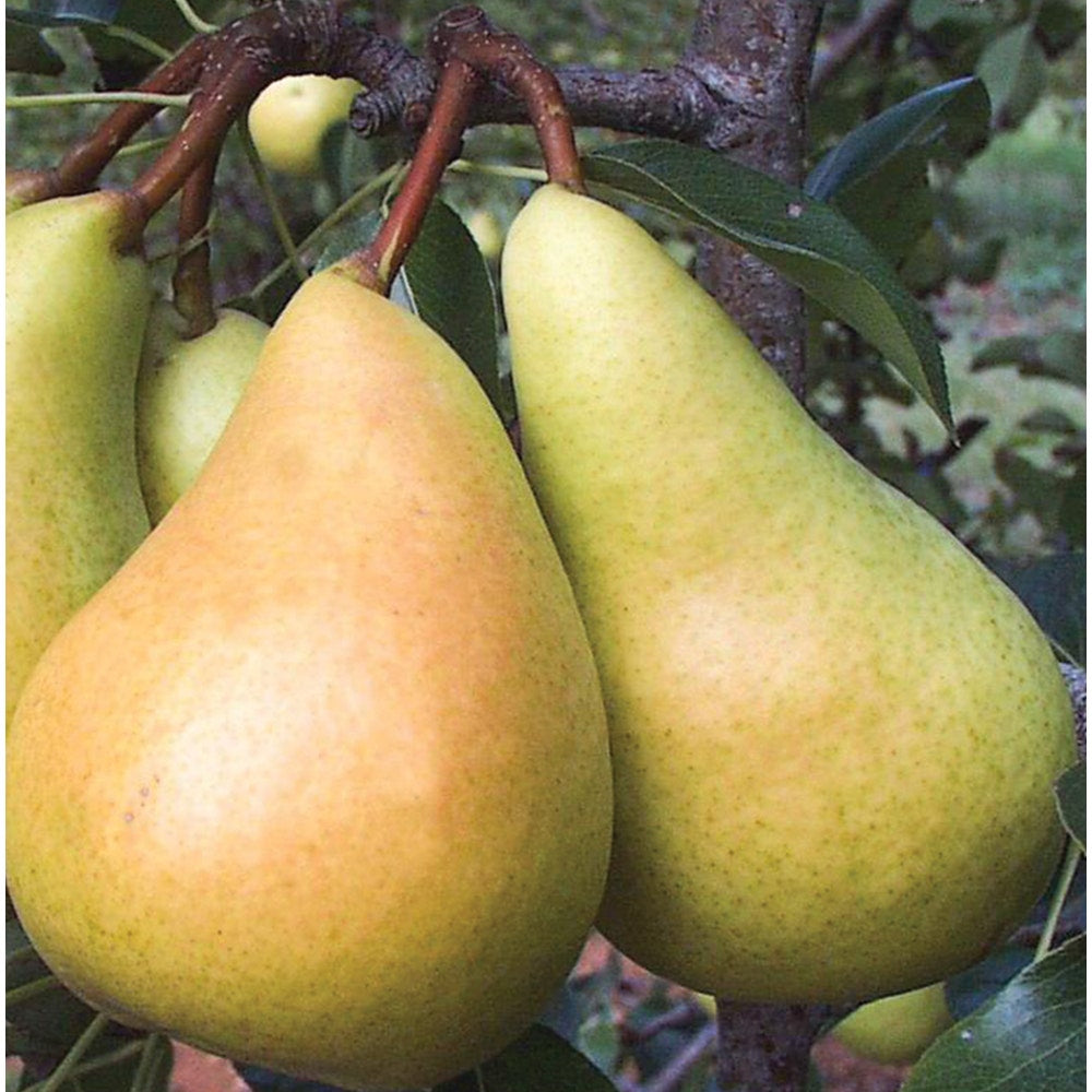 European Pear, Sunrise