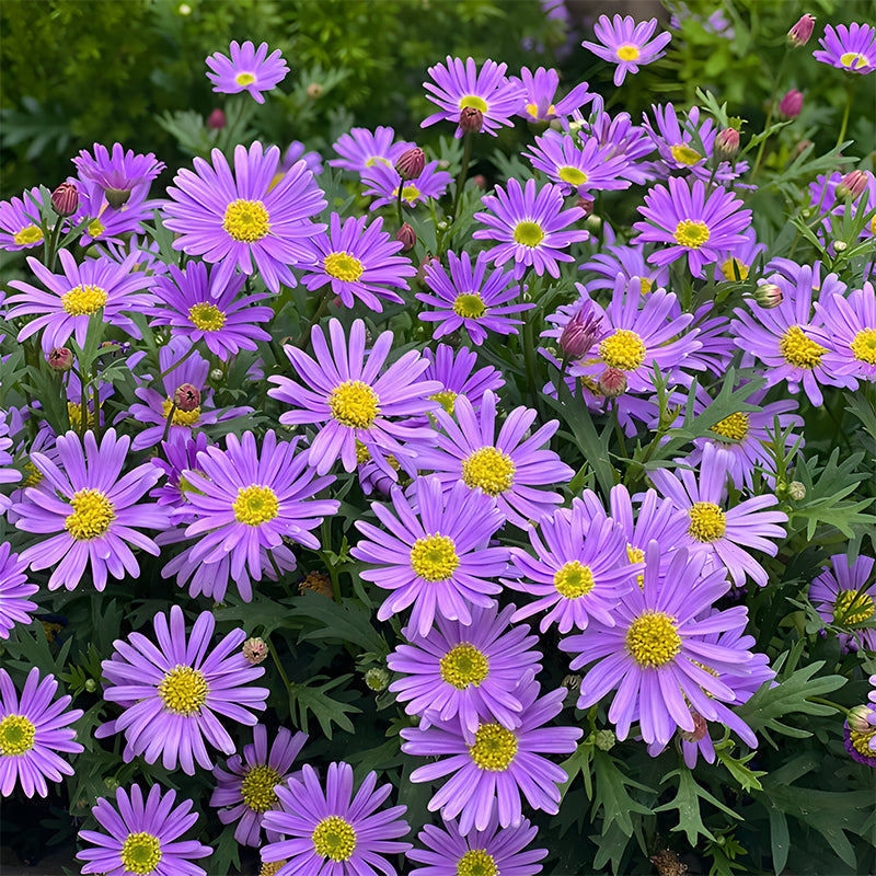 🌼Insect Killers: Pyrethrum Daisy Seeds