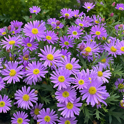 🌼Insect Killers: Pyrethrum Daisy Seeds