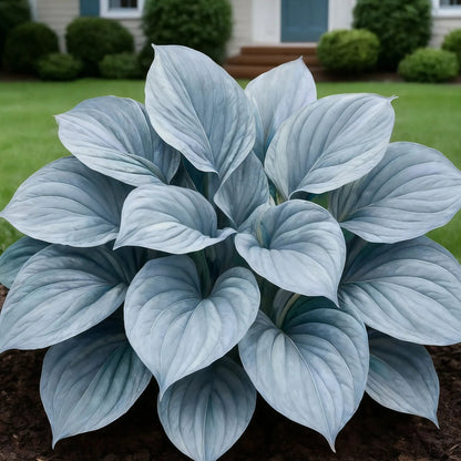 100 Seeds Glow-in-the-Dark Garden Magic: Rare Dark Blue Flame Hostas Seeds