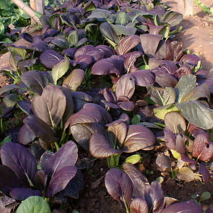 Purple Leaf Rape Seeds