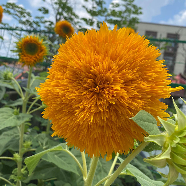 Sunflower Seeds, Teddy Bear
